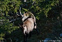 Bouquetin 6220_wm